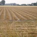 Groede